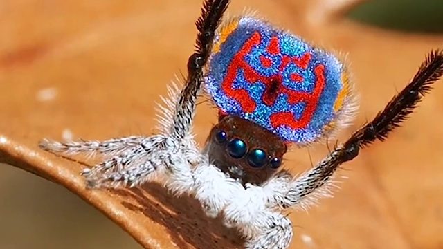 雄性孔雀蜘蛛的求偶表演