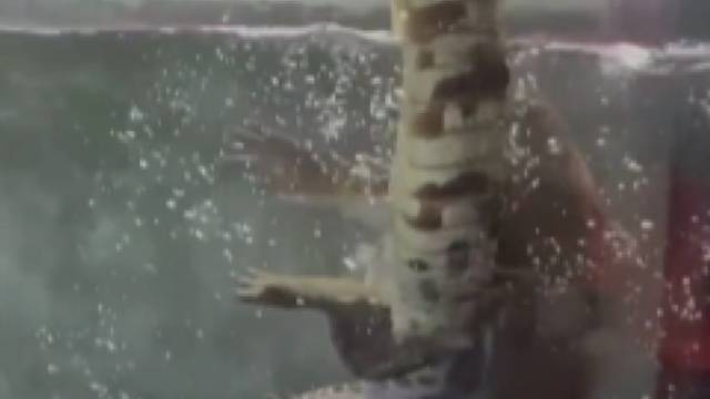 鳄鱼：这辈子值了