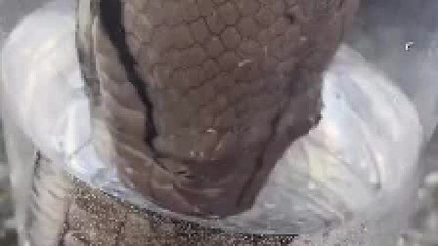 原来蟒蛇是这样喝水的，涨知识啦