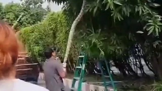 竟然从树上拽下一条巨蟒……