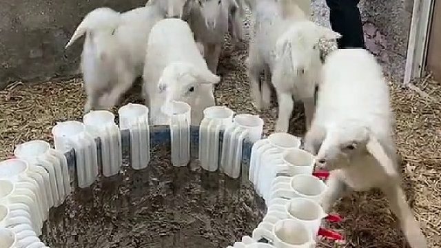 羊妈妈干啥去了