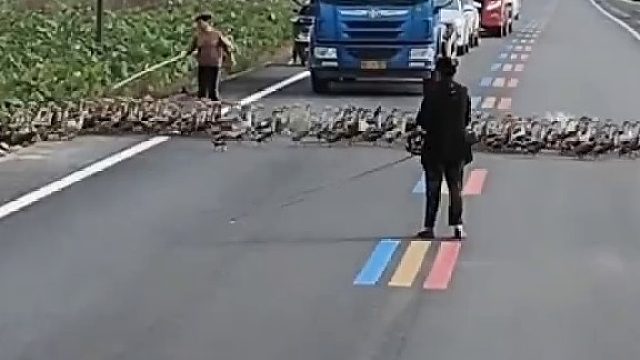 鸭鸭大部队排队过马路