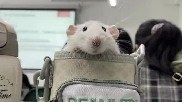 介绍一下这只叫风车车的鼠鼠