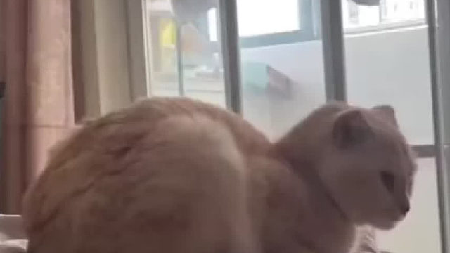 或许在世界某个角落，总有只猫挂住你。