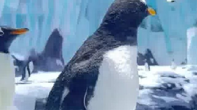 国内唯一一对领航鲸从杭州搬到舟山