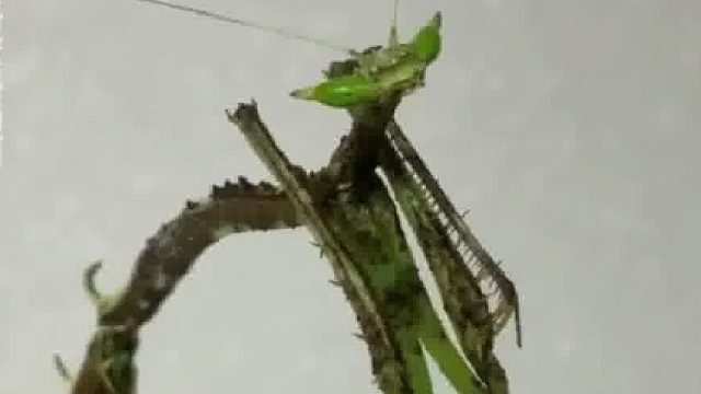 进化到极致的物种