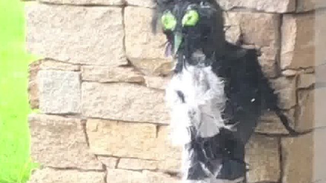 国外网友尝试用「猫头鹰玩偶」吓走喜鹊 没想到被它们当成了鸟神