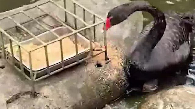 天鹅喂鱼，这些小鱼难道是它的宠物……