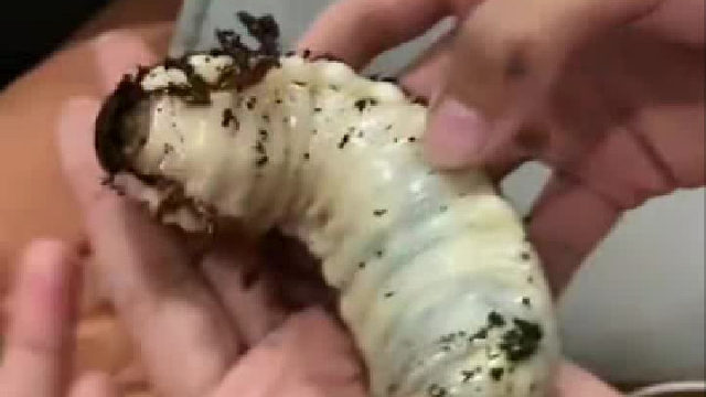 你们那边管这个叫啥