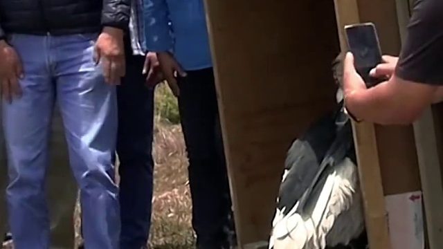 被救助后养好伤的大鸟重获自由