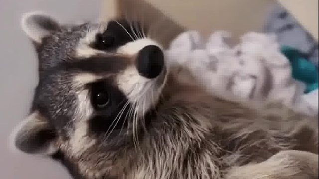 小姐姐骑摩托车捡到一只小浣熊，带回家养养就赖着不走了，养大后也是成了吨位级成员