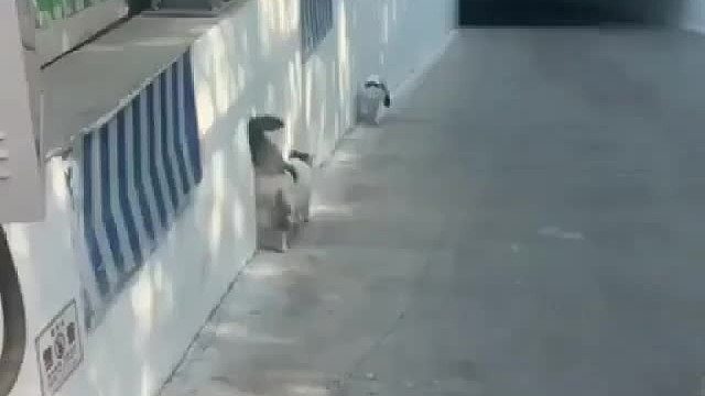 这波操作有被秀到！