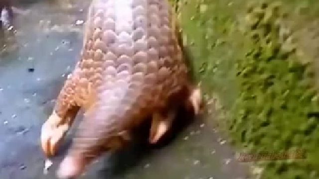 刺猬：想打架吗？来啊来啊