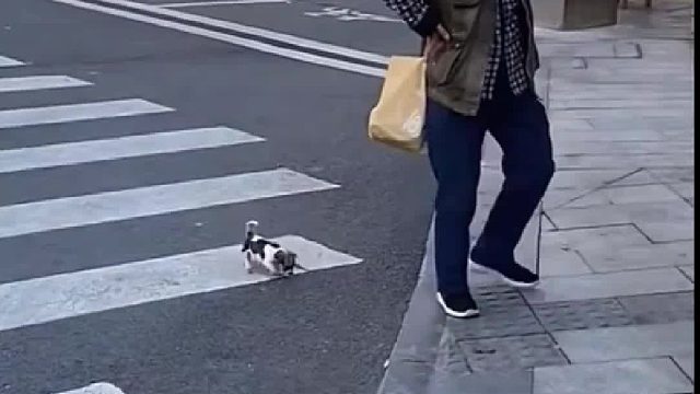 大爷遛弯巴掌大的狗，再小也要栓绳