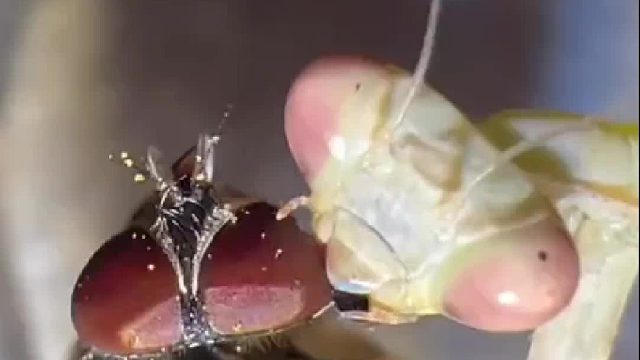 当我家飞进来一只大头苍蝇