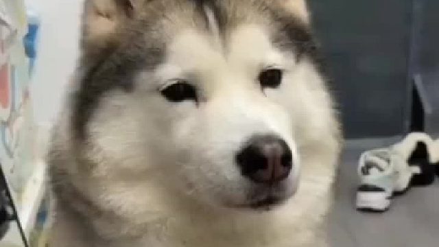 饭前饭后的狗狗竟然是这样的。