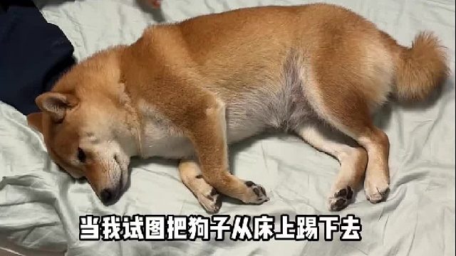 叫不醒装睡的狗