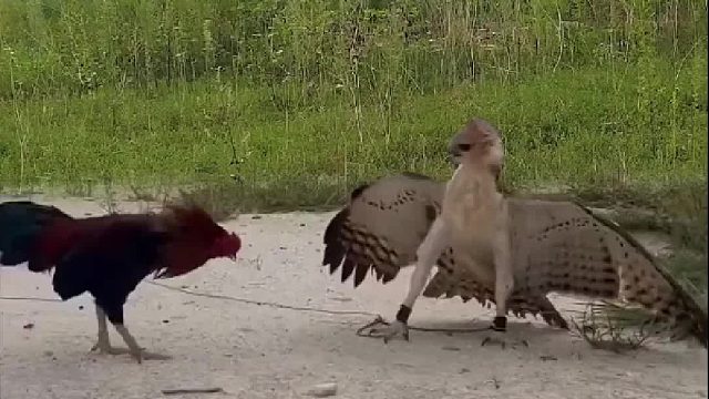 老鹰这下遇到对手了