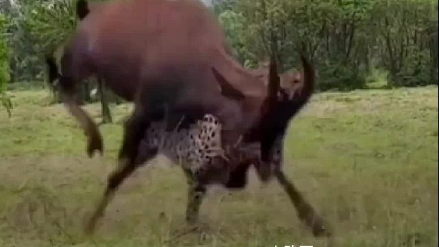 羚羊：不怂算我输