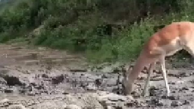 羚羊学会了盖世逃生轻功