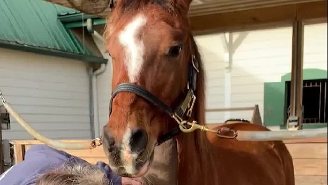 马儿是懂得如何撩妹的