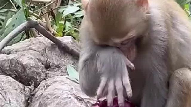 弃之不舍，食之流泪。