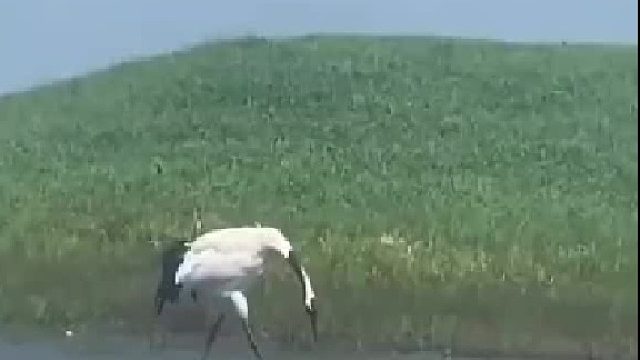 终于看到真功夫了，白鹤亮翅，出的却是脚！