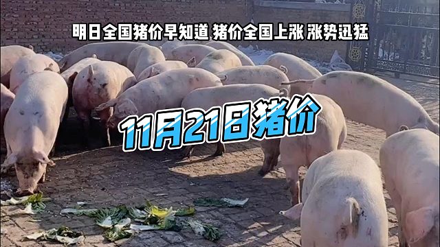 明日11月21日全国猪价早知道！明日猪价全国上涨 生猪价格涨势迅猛#猪价行情 #明日猪价#生猪价格