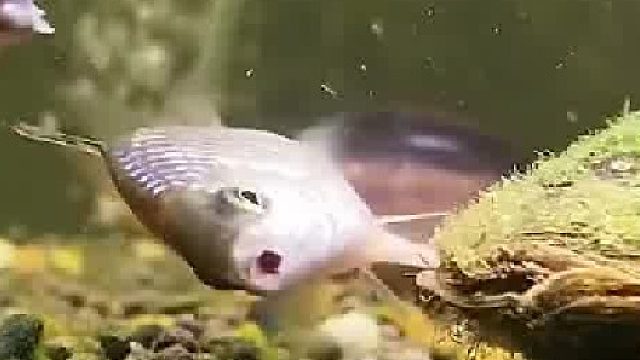 看这个动作，知道鳑鲏和河蚌是什么关系吗……