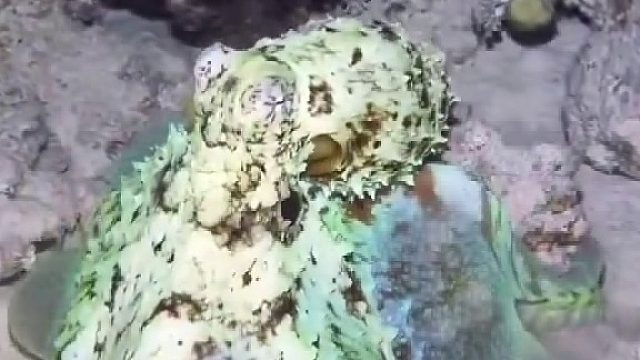 章鱼会改变身体颜色将自己隐身于环境中