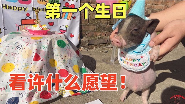 小猪来家里，第一个生日，看它许什么愿望，会不会实现【第42天】