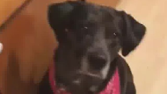 铲屎官给狗子尝酸黄瓜，看它会有什么反应