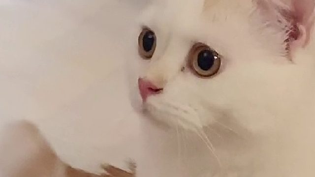 干啥啥不行，卡拍第一名