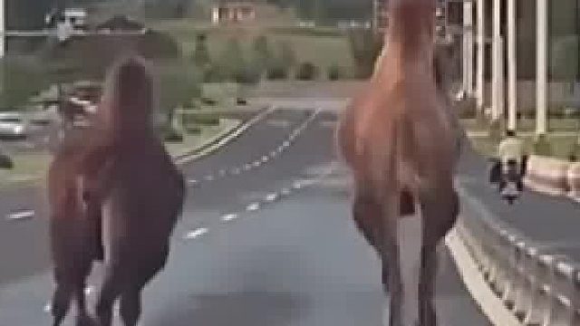 两只骆驼步伐一致，整齐划一，还以为骆驼是个稳重的家伙，没想到