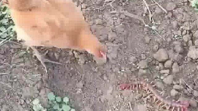 鸡是蜈蚣的克星吗……