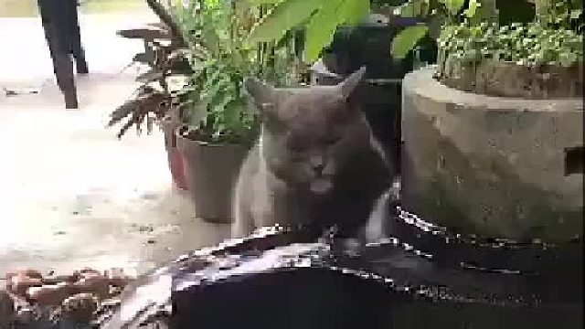 哈哈哈哈哈哈姜太猫喝水，愿者进嘴