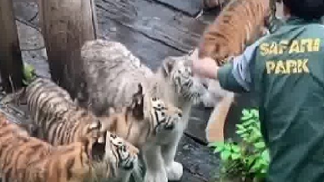 饲养员：幸好这里是幼儿园