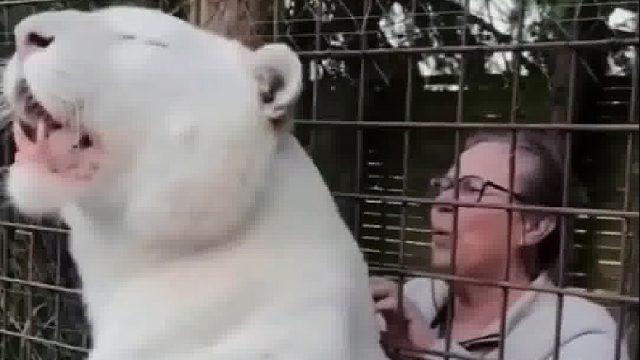 小白见到儿时的饲养员奶奶，热情的上前打招呼，对着老奶奶撒娇