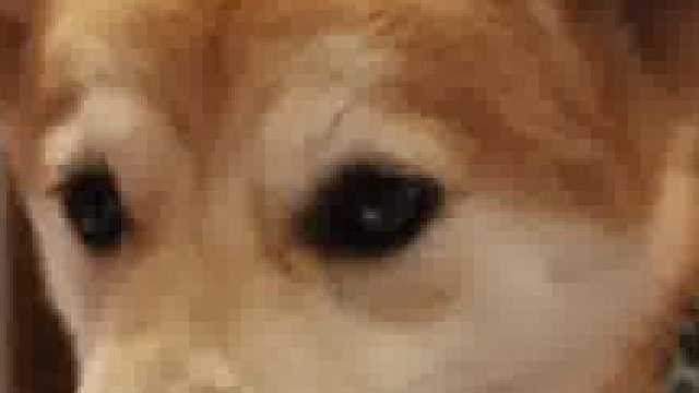 唤狗的正确方式