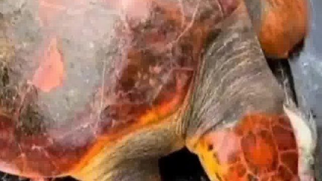 这海龟真有礼貌，临走还不忘打招呼摆手再见