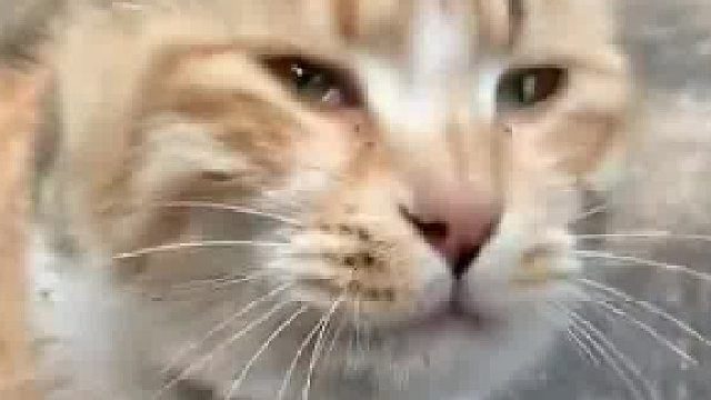 村里的猫猫第一次吃到猫粮 感觉吃到好吃的要会说话了