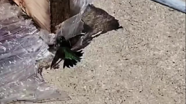 国外大叔救了一只被蜘蛛网困住的小蜂鸟，此后大叔每天都会精心打扮等待小蜂鸟的到来