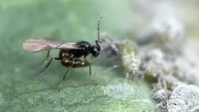 在蚜虫体内注射自己的卵