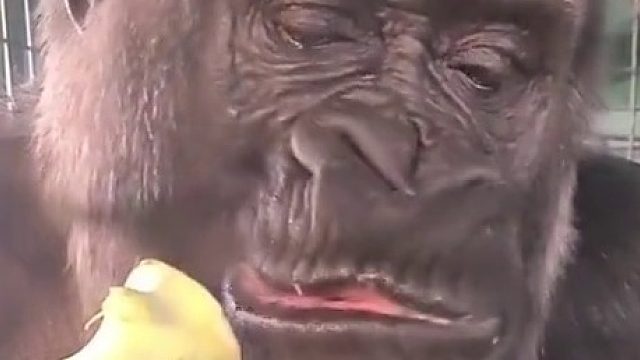没想到，大猩猩吃素也能吃的这么香……