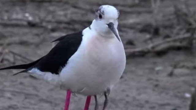 我和高个子站在一起时：