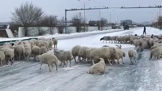 上班路上，看到羊劈叉……笑崩了