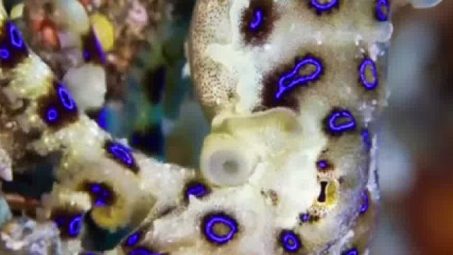 原来章鱼可以这么五彩斑斓，好看的。