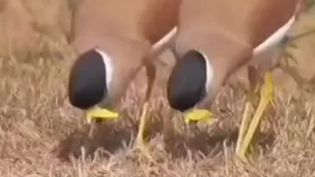 小鸟是联动的吗，好像在跳舞好可爱。