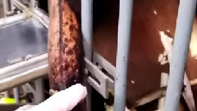 大熊猫捞捞好聪明呀，它居然知道换只手拿隔得远抢不到