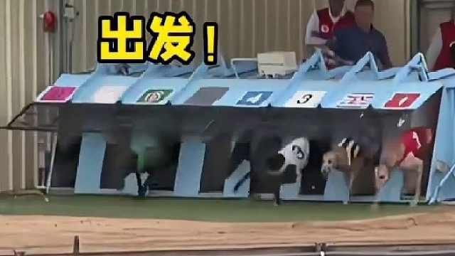 带路机器卡住，狗子们整不会了